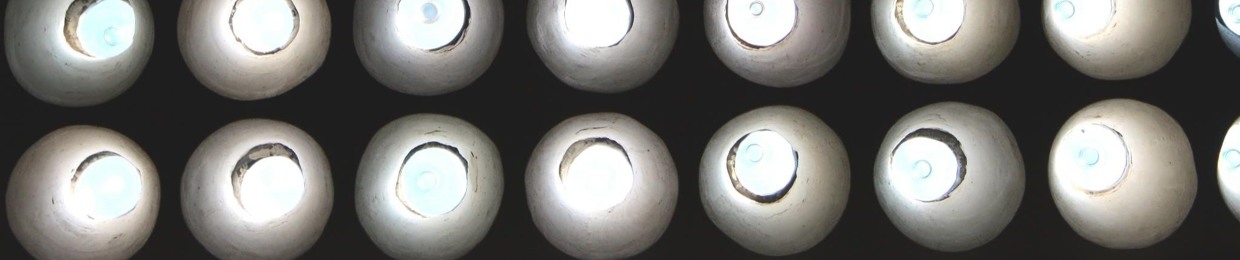 Squash