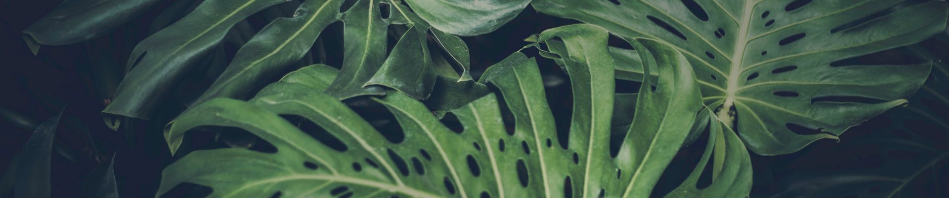 SoundCloud banner for @email