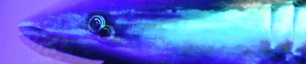BLTN (Better Late Than Never / ex Jehovas on Acid)