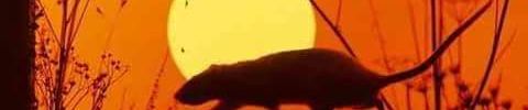SoundCloud banner for @punkrock