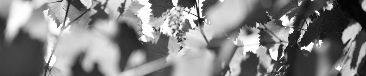 Sonomon