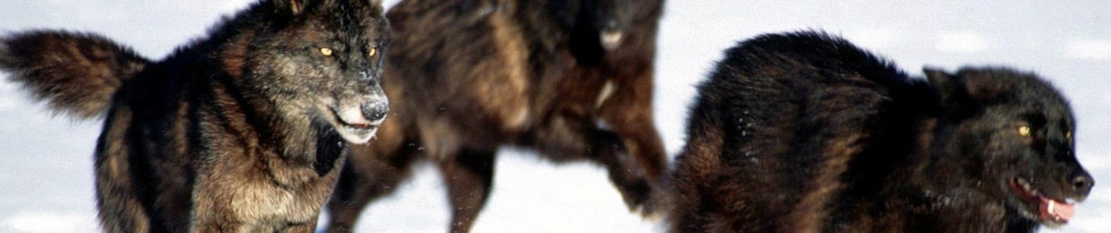 Libelula