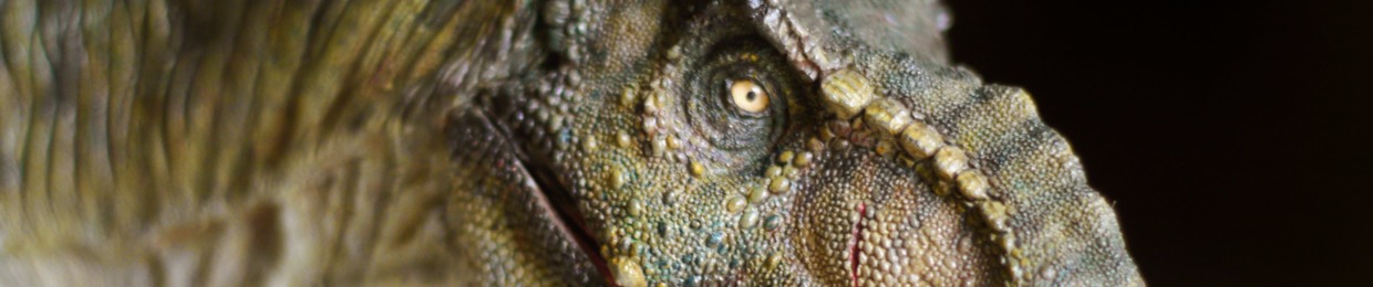 T-ReX