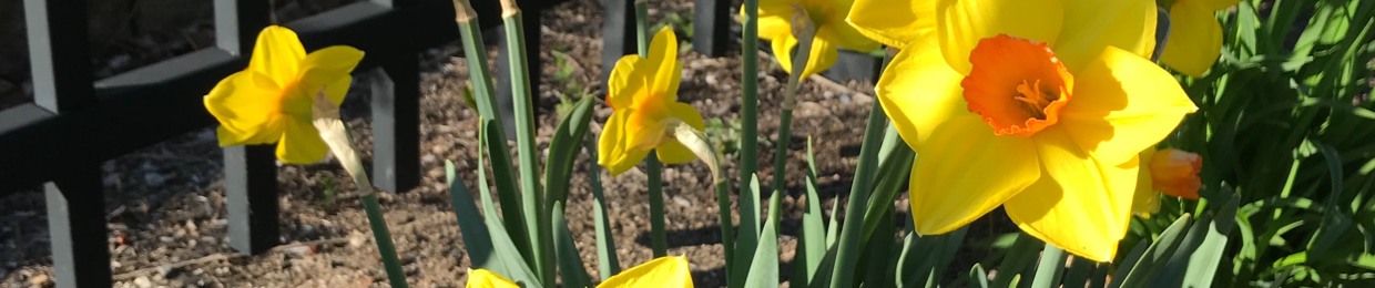 Daffodil-11