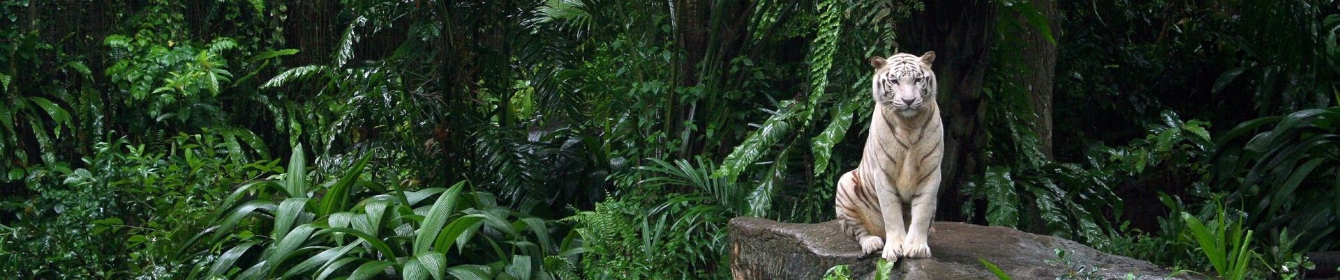 SoundCloud banner for @firewater