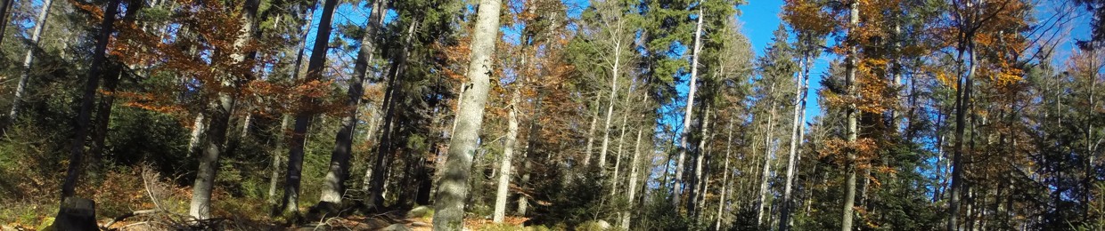 Fungus
