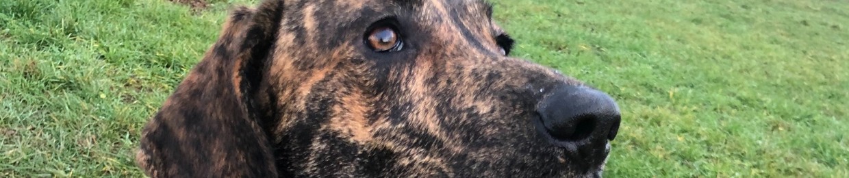 DerHundeTyp