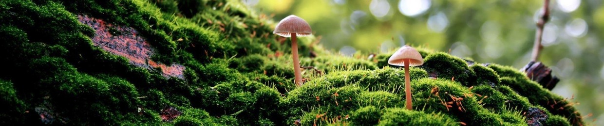 Matt Hsu's Obscure Orchestra