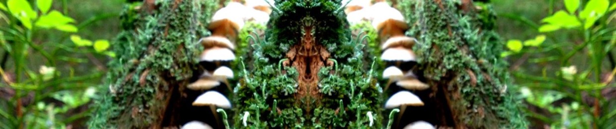 Flyagaricforest