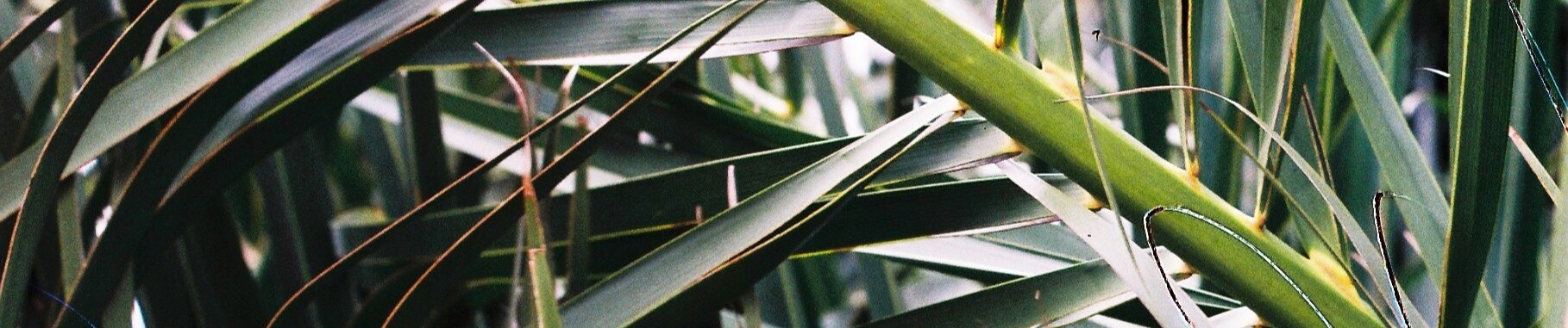 SoundCloud banner for @arousing