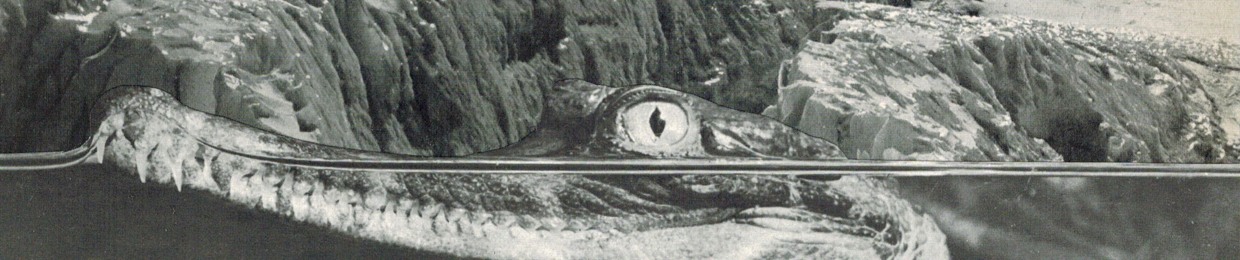 flatterfisch: