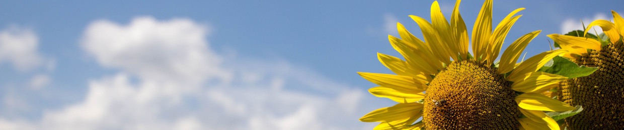 Heartical Inity International