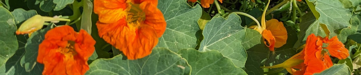 Bitter Leaf Industries