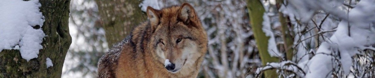 Wolfgold - wolftracks