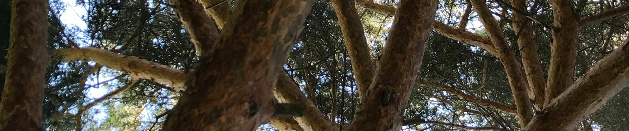 Default Mode Network