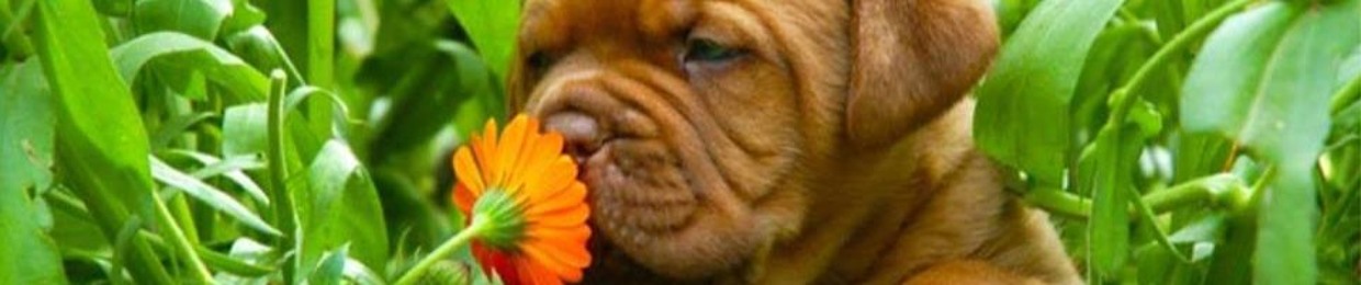 funkiflower