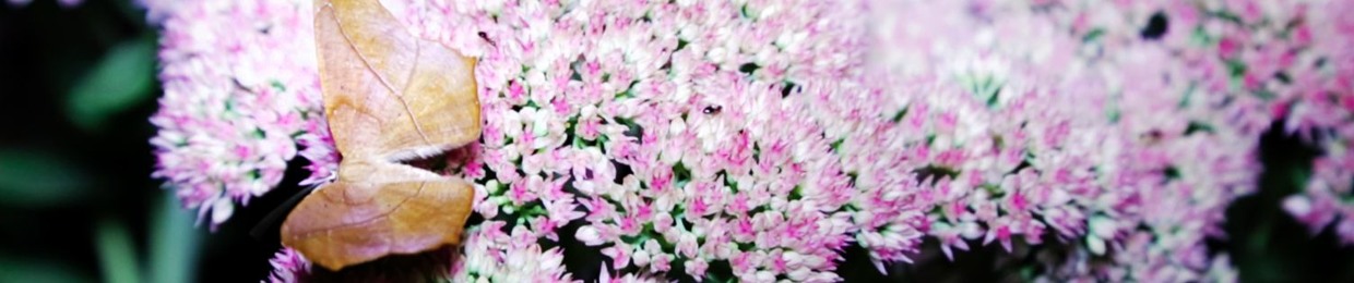 Jasmine Dreame Wagner