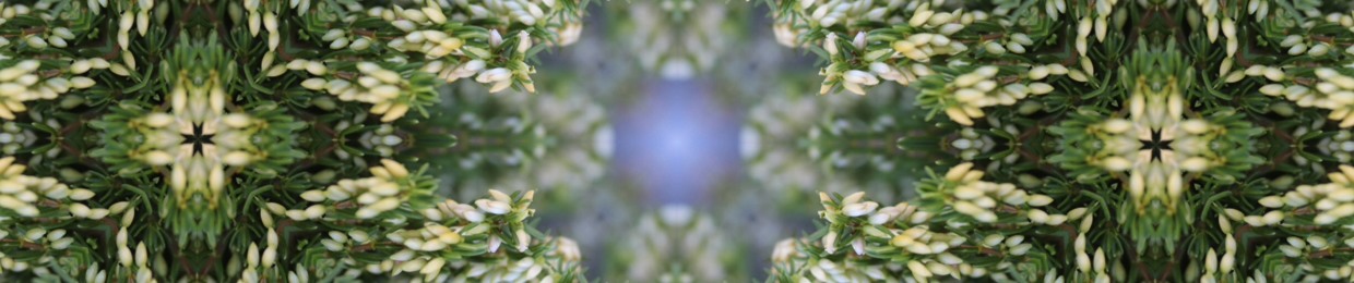 Psywitch