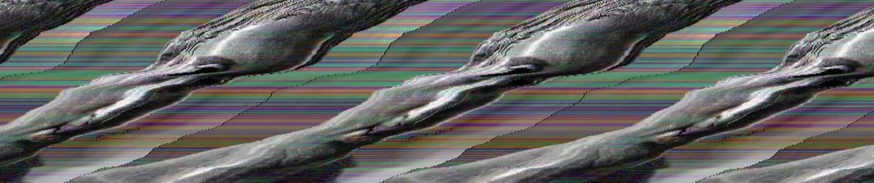 Seed