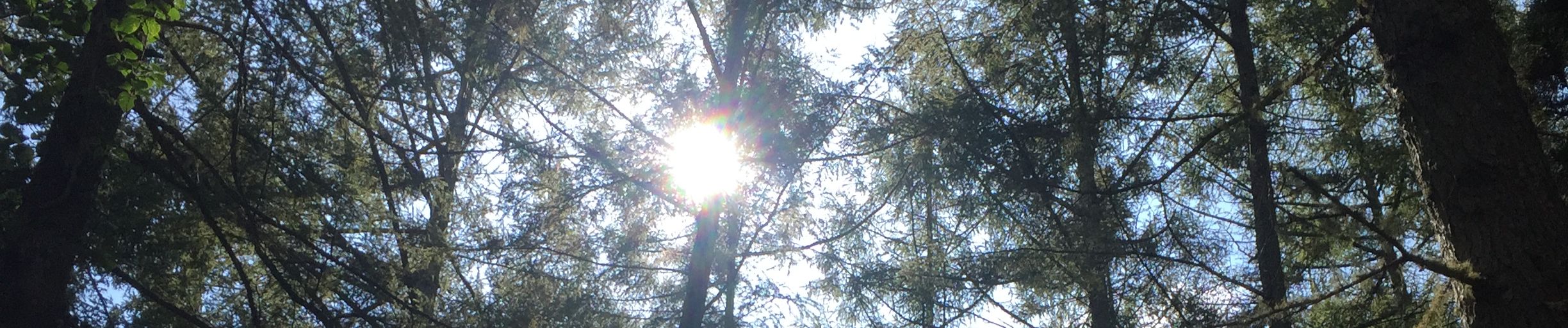 Matsusaka Daisuke もりでねてた Music For Diffusing Sleepy Environment Chapter Harp By Off Tone Matsusaka Daisuke もりでねてた Music For Diffusing Sleepy Environment Chapter Harp By Off Tone
