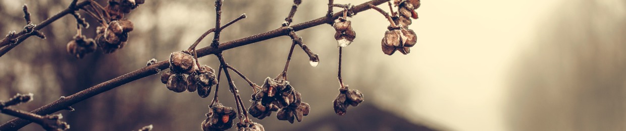 Crystal Vision Terminus