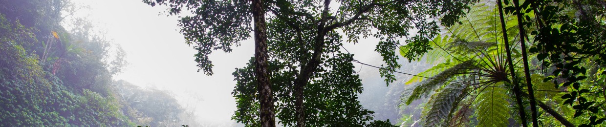 monkey hermit