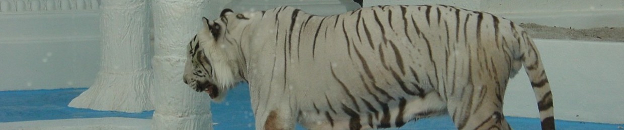 Algora