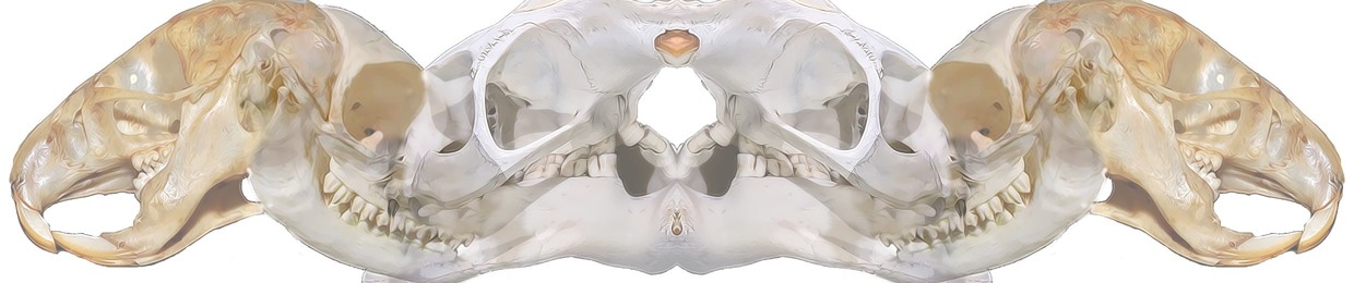 InductiveOne
