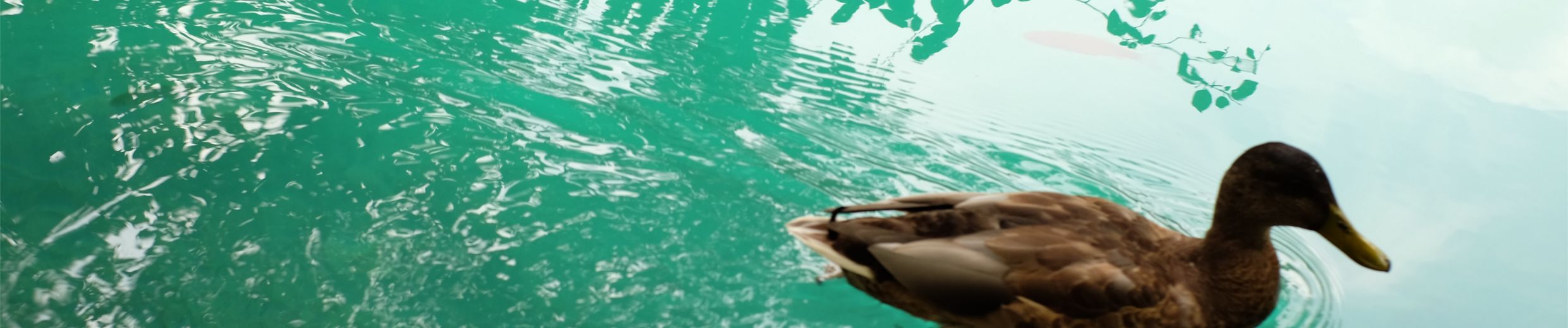 Download indieshuffle.com from soundcloud to mp3