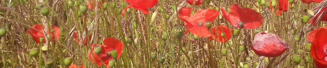 Vasha Dai and The Mutant Band