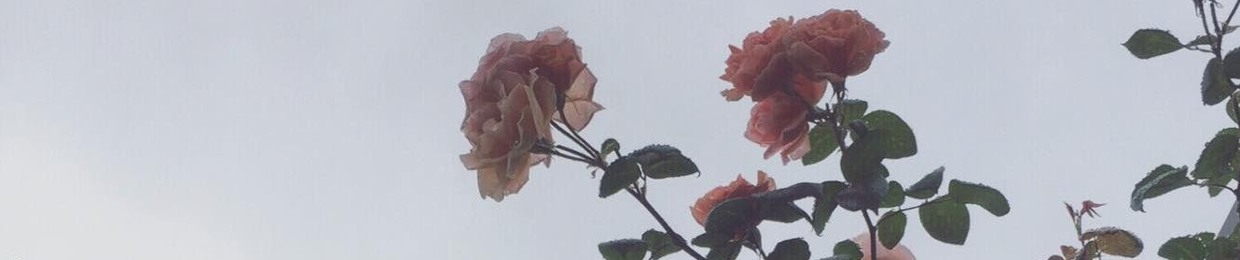Ky Bloom