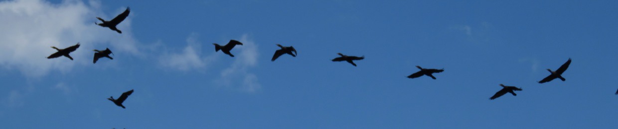 Alex Eddington | composer