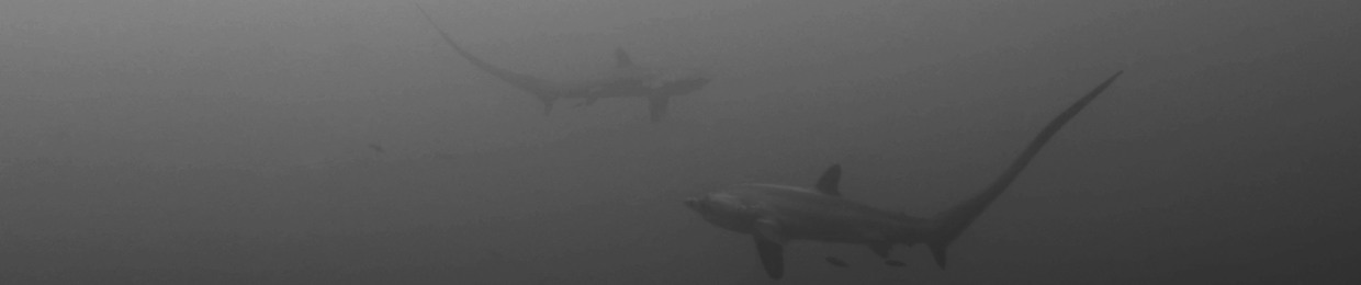 sharishark