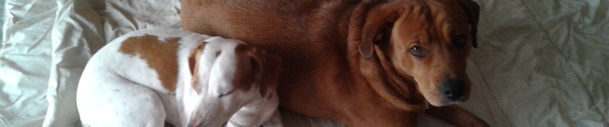 Javi Caballero Ferrer