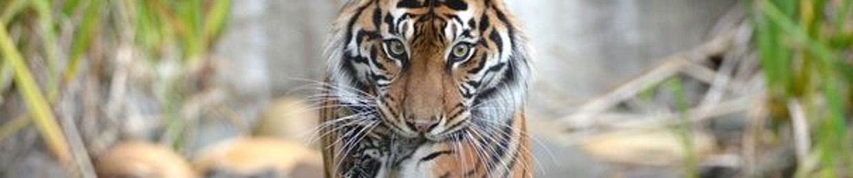 mosesraj@yahoo.com