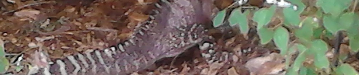 Jessie James Lancaster