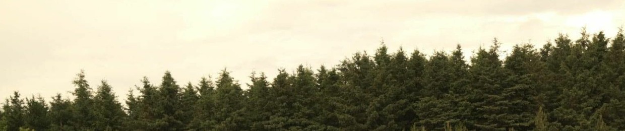 SshieldsS