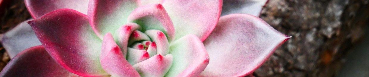SucculentSounds
