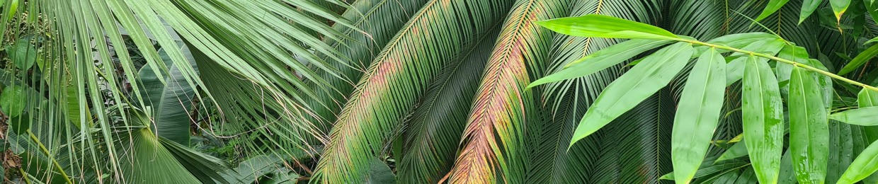 Jelle from the Block