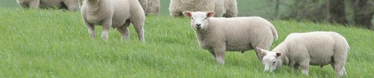 LambHatRadio