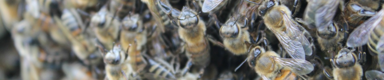 Teodor BeeKeeper a.k.a SWARM