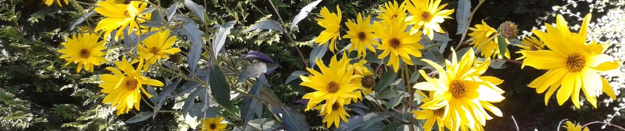 Chris Sheldon Parolier