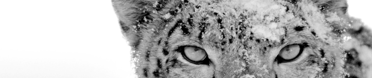 Snow Leopard