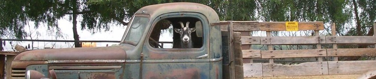 goat_in_a_car