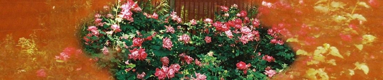 ✿ڿڰۣ—    ( ͡ᵔ ͜ʖ ͡ᵔ )