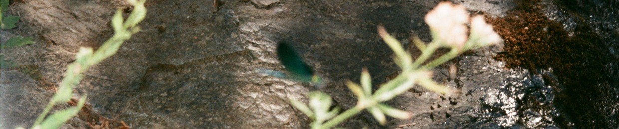 Olgica