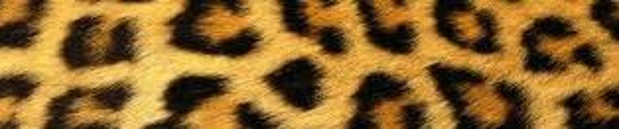 Cheetah Dijkhuis