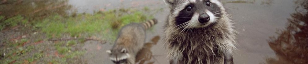 Mike Achilles (Tortoise)