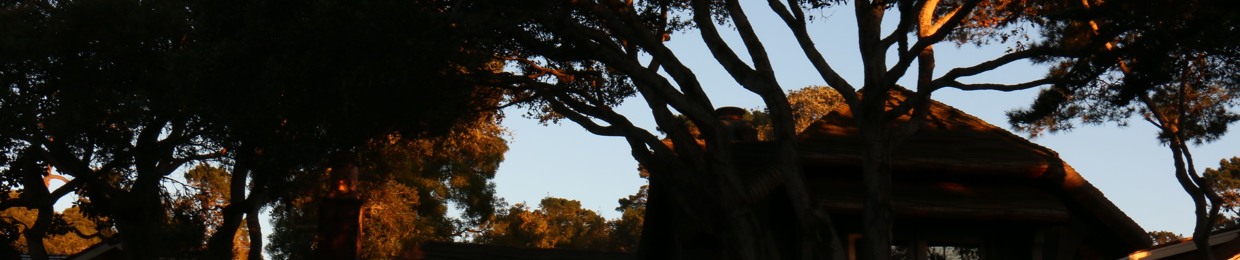 Willows
