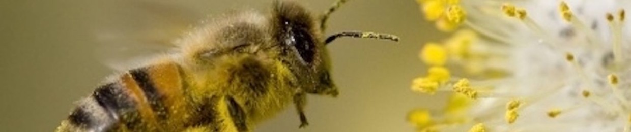 Honey Maker